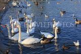 UK, LONDON, Kensington Gardens, The Round Pond, and Swans, UK12047JPL