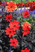 UK, LONDON, Kew Gardens, Dahlia flowers, UK30146JPL