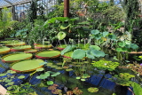 UK, LONDON, Kew Gardens, Princess of Wales Conservatory, Lily Pond, UK30044JPL