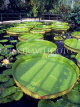 UK, LONDON, Kew Gardens, Water Lily House, UK5434JPL