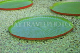 UK, LONDON, Kew Gardens, Waterlily House, Amaranthus flowers, interior, UK1319JPL