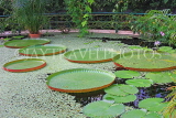 UK, LONDON, Kew Gardens, Waterlily House, Amaranthus flowers, interior, UK1320JPL