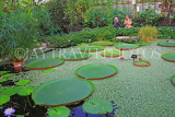 UK, LONDON, Kew Gardens, Waterlily House, interior, UK1316JPL