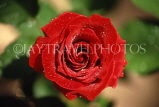 UK, LONDON, Kew Gardens, red Rose, closeup, UK7372JPL