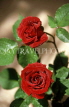 UK, LONDON, Kew Gardens, two deep red Roses, UK327JPL