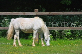 UK, LONDON, Lea Valley Regional Park, Walthamstow Marshes, horse grazing by the Riding Centre, UK14847JPL