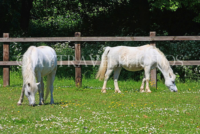 UK, LONDON, Lea Valley Regional Park, Walthamstow Marshes, horses grazing by the Riding Centre, UK14846JPL