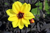 UK, LONDON, Morden Hall Park, yellow Dahlia flower, UK41169JPL