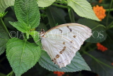 UK, LONDON, Natural History Museum, Butterfly House, White Morpho, Central & South America, UK41710JPL