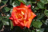 UK, LONDON, Putney, Bishop's Park, Rose Garden, orange Rose, UK14893JPL