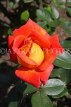 UK, LONDON, Putney, Bishop's Park, Rose Garden, orange Rose, UK14900JPL