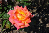 UK, LONDON, Putney, Bishop's Park, Rose Garden, orange Rose, UK24276JPL
