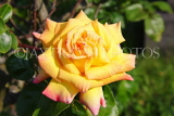 UK, LONDON, Putney, Bishop's Park, Rose Garden, yellow Rose, UK14899JPL