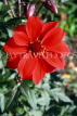 UK, LONDON, Regent's Park, Queen Mary's Garden, red Dahlia flower, UK9377JPL