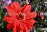 UK, LONDON, Regent's Park, Queen Mary's Garden, red Dahlia flower and bee, UK9378JPL