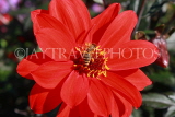 UK, LONDON, Regent's Park, Queen Mary's Garden, red Dahlia flower and bee, UK9379JPL