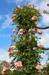 UK, LONDON, Regent's Park, Rose Garden, climbing rose bush, UK15534JPL
