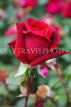 UK, LONDON, Regent's Park, Rose Garden, deep red rose, UK15524JPL