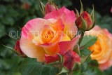 UK, LONDON, Regent's Park, Rose Garden, orange pink roses, UK8543JPL