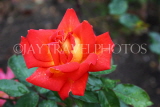 UK, LONDON, Regent's Park, Rose Garden, orange red rose, UK15611JPL