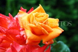 UK, LONDON, Regent's Park, Rose Garden, orange rose, UK15607JPL