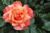 UK, LONDON, Regent's Park, Rose Garden, orange rose, UK8541JPL