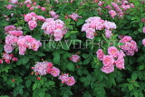 UK, LONDON, Regent's Park, Rose Garden, pink rose bush, UK8538JPL