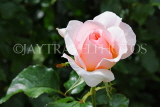 UK, LONDON, Regent's Park, Rose Garden, pink white rose, UK15533JPL
