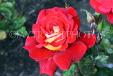 UK, LONDON, Regent's Park, Rose Garden, red  yellow rose, UK15529JPL
