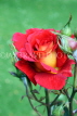 UK, LONDON, Regent's Park, Rose Garden, red  yellow rose, UK15530JPL
