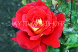 UK, LONDON, Regent's Park, Rose Garden, red rose, UK15528JPL