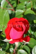 UK, LONDON, Regent's Park, Rose Garden, red rose, UK3414JPL