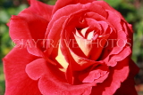 UK, LONDON, Regent's Park, Rose Garden, red rose, UK9341JPL