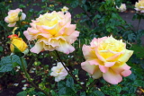 UK, LONDON, Regent's Park, Rose Garden, rose, pale and yellow pink colours, UK15617JPL