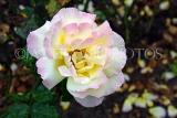 UK, LONDON, Regent's Park, Rose Garden, rose, pale colours, UK15615JPL