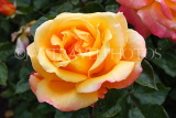UK, LONDON, Regent's Park, Rose Garden, yellow orange rose, UK15532JPL