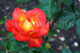 UK, LONDON, Regent's Park, Rose Garden, yellow orange rose, UK15612JPL