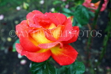 UK, LONDON, Regent's Park, Rose Garden, yellow orange rose, UK15613JPL
