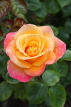 UK, LONDON, Regent's Park, Rose Garden, yellow orange rose, UK8543JPL