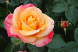 UK, LONDON, Regent's Park, Rose Garden, yellow orange rose, UK8544JPL