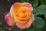 UK, LONDON, Regent's Park, Rose Garden, yellow orange rose, UK8545JPL