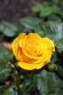 UK, LONDON, Regent's Park, Rose Garden, yellow rose, UK15531JPL