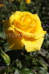 UK, LONDON, Regent's Park, Rose Garden, yellow rose, UK9339JPL