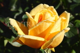 UK, LONDON, Regent's Park, Rose Garden, yellow rose, UK9340JPL