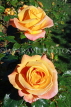 UK, LONDON, Regent's Park, Rose Garden, yellow roses, UK9334JPL