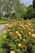 UK, LONDON, Regent's Park, Rose Gardens, UK15116JPL