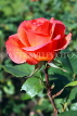 UK, LONDON, Regent's Park, Rose Gardens, bright red rose, UK15250JPL