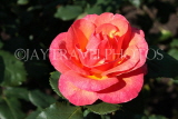 UK, LONDON, Regent's Park, Rose Gardens, bright red rose, UK15252JPL