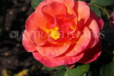 UK, LONDON, Regent's Park, Rose Gardens, bright red rose, UK15253JPL