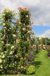 UK, LONDON, Regent's Park, Rose Gardens, climbing roses, UK15185JPL
